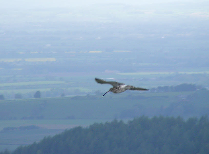 Curlew in Flight 