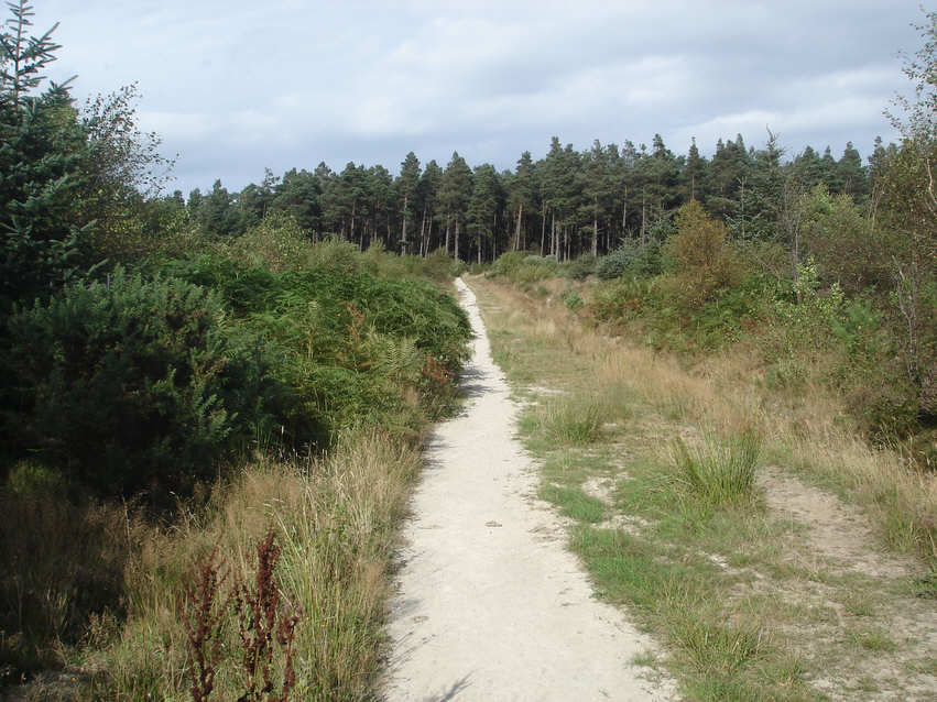 Harwood Dale Forest