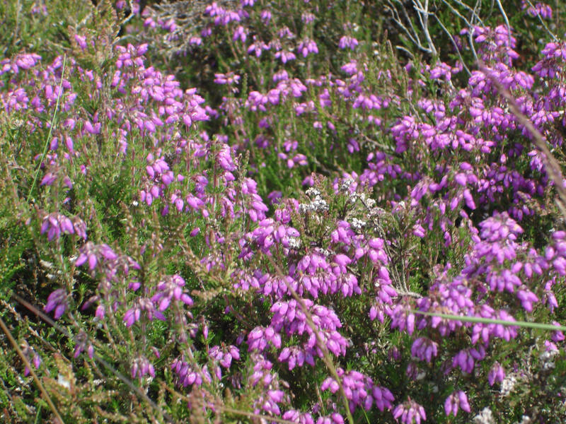 Heather Flowers in July