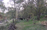Cattle in Ladhill Gill