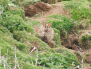 Red Grouse on COlder Rabbit, Black Hambleton