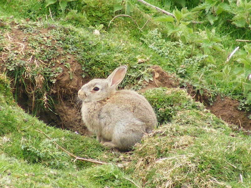 Rabbit on Black Hambleton