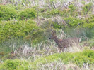 Red Grouse on Carlton Moor (1 of 2)