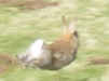 A Rabbit in Baysdale