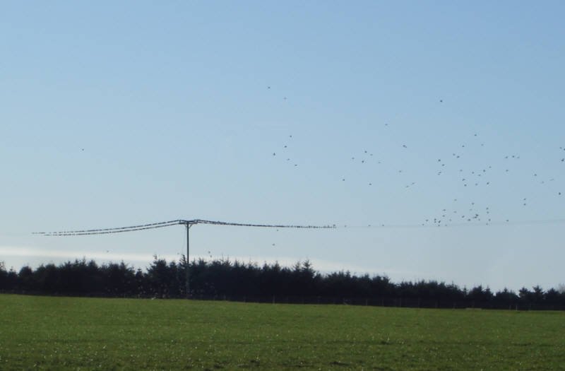 This view of birds roosting on telephone wires was take on Lockton Low Moor