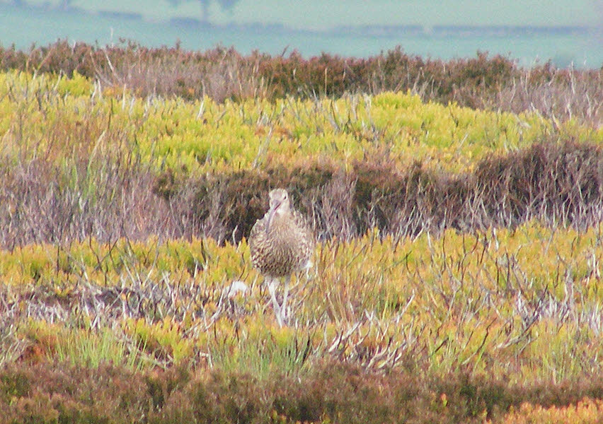 Head-on view of Curlew
