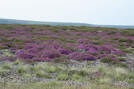 Heather in Glaisdale