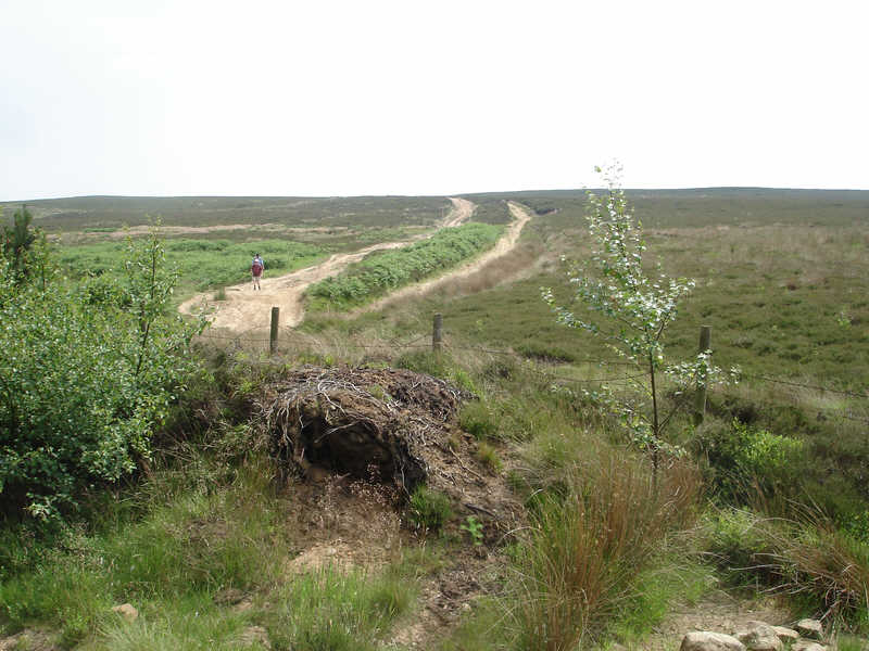 Hutton Moor