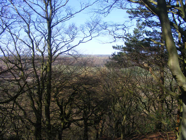 Raincliffe Woods 