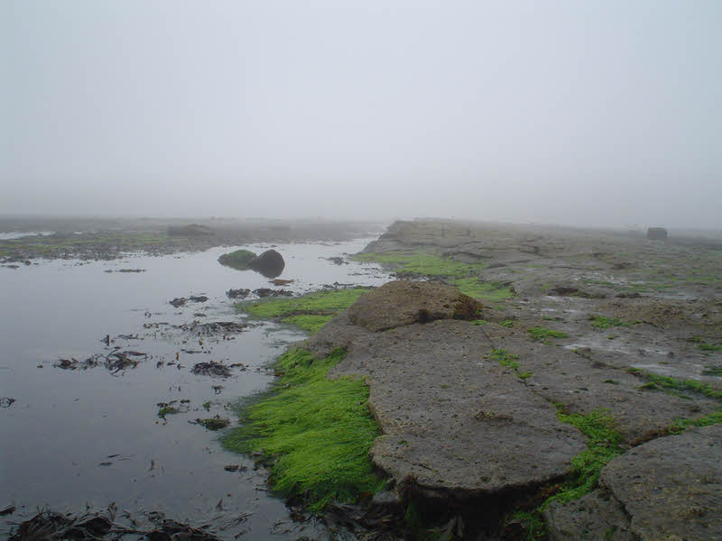 Rocky Reef at Robin Hood's Bay 