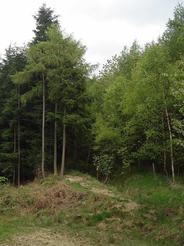 Thimbleby Woods
